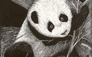 Panda_scratchboard_by_shirou45